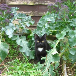 Izzy hiding amongst the broccoli