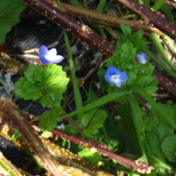 little blue blossoms