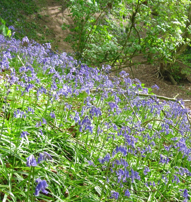 a bank of bluebells