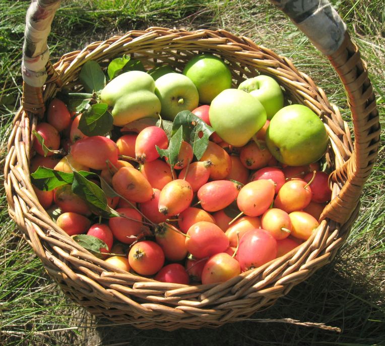 foraged apples